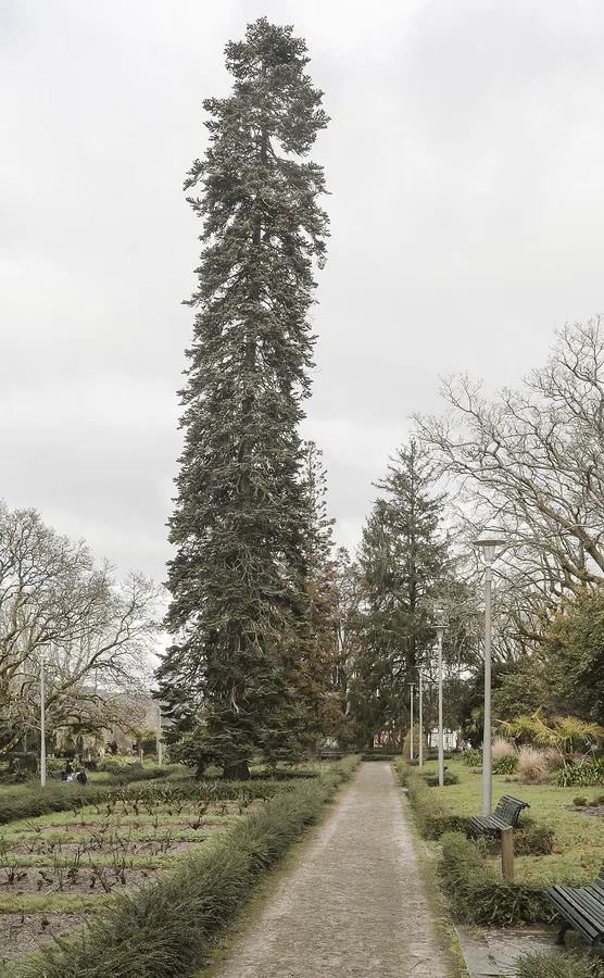 Japanese Cedar