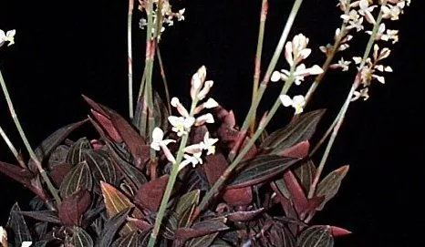 Jewel Orchid