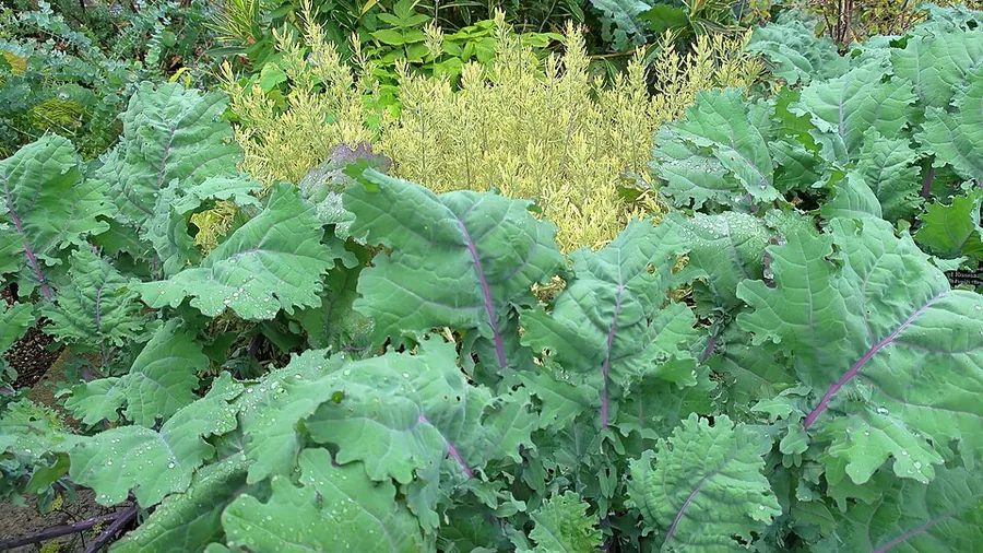 Kale