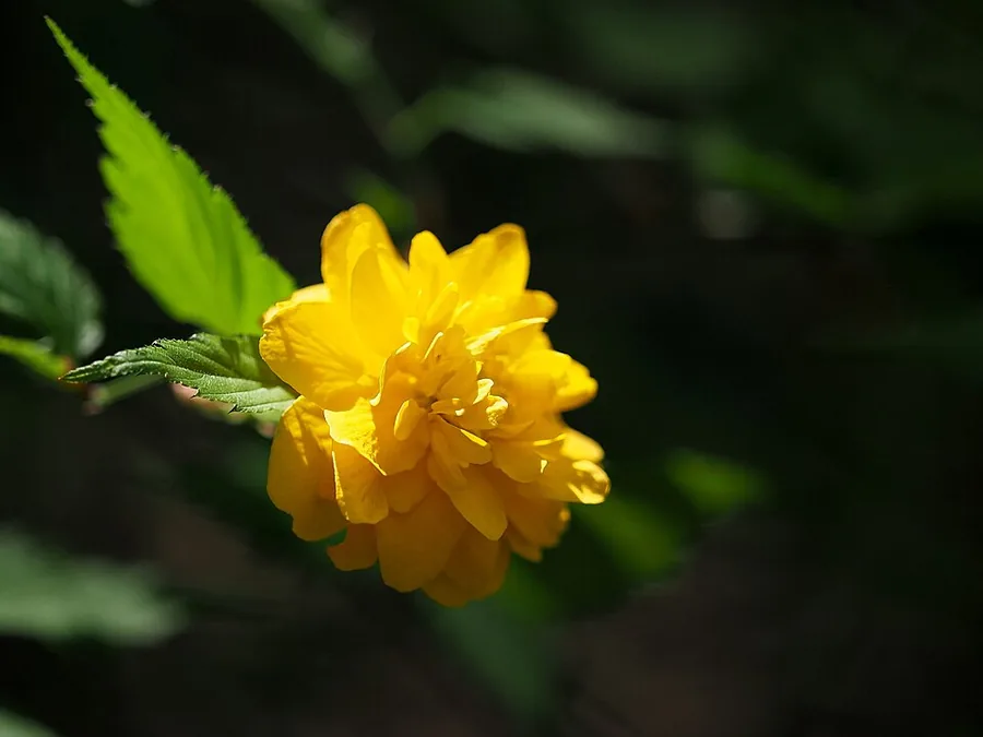 Japanese Kerria