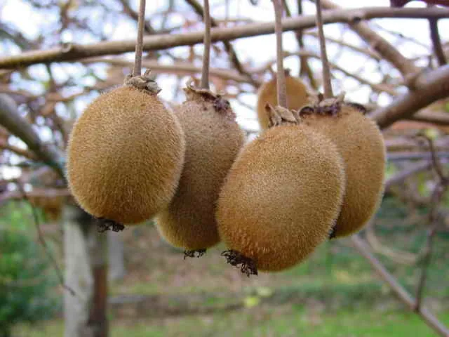 Kiwi