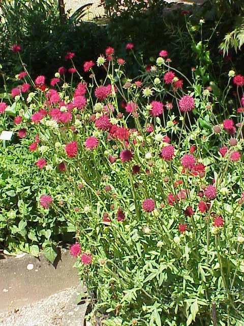 Macedonian Scabious