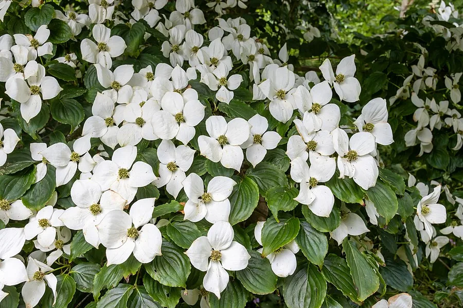 Kousa Dogwood