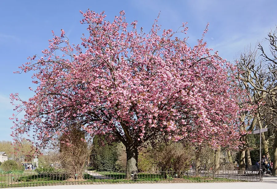 Kwanzan Cherry
