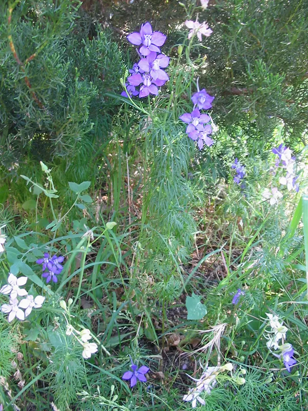 Larkspur