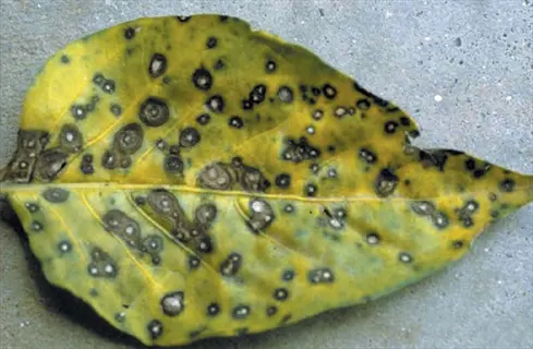 plant leaf spots showing brown circular lesions with yellow halos on a yellowing leaf against a gray surface