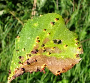 plant leaf with severe edema (leaf blisters) showing raised bumps, brown discoloration, and a hole, held against green foliage background