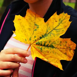 plant leaf yellow veins: hand holding large maple leaf showing autumn yellowing with visible green veins and speckles, near person's torso wearing dark jacket with pink stripes