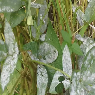 plant leaves affected by powdery mildew, showing a white, dusty growth