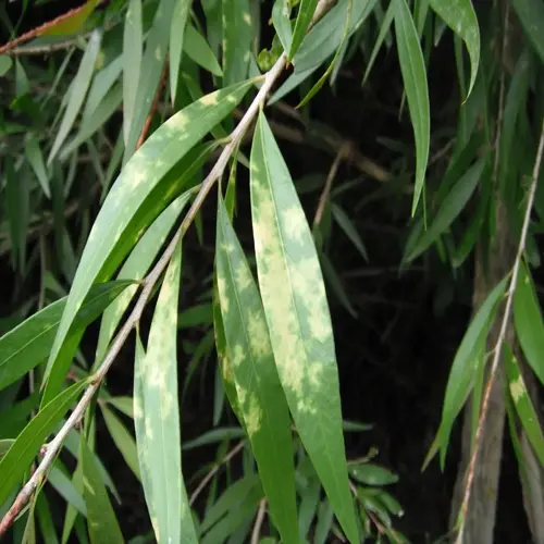 plant leaves showing scale insect plant damage with irregular chlorotic blotches