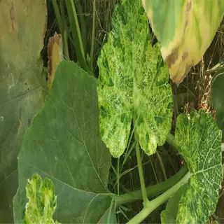 plant leaves with yellow and green mottled patterns, possibly indicating cucumber mosaic virus infection