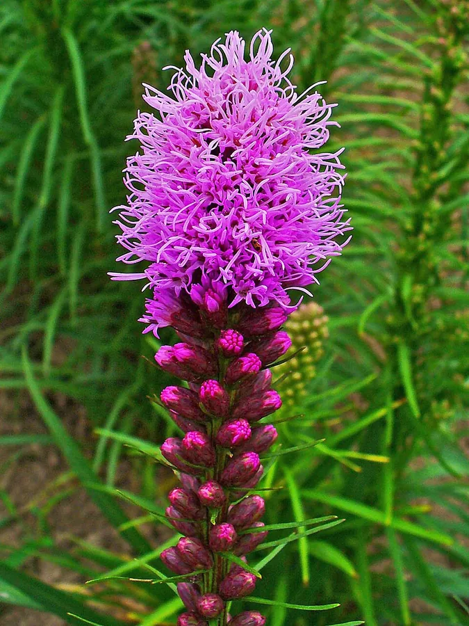 Blazing Star