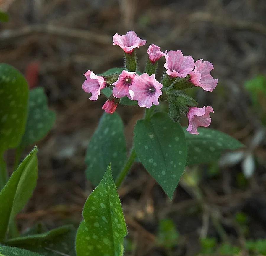 Lungwort