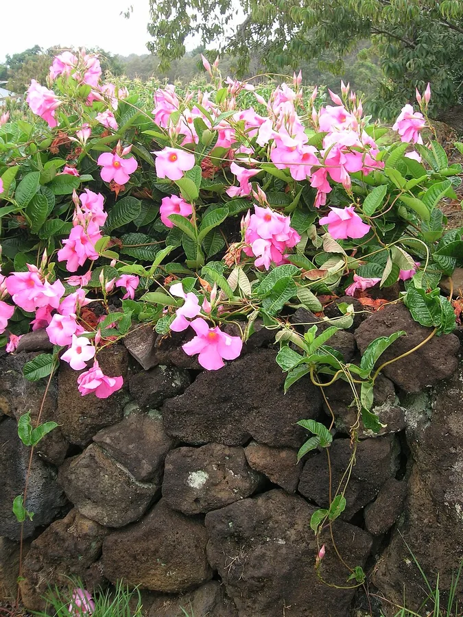 Mandevilla