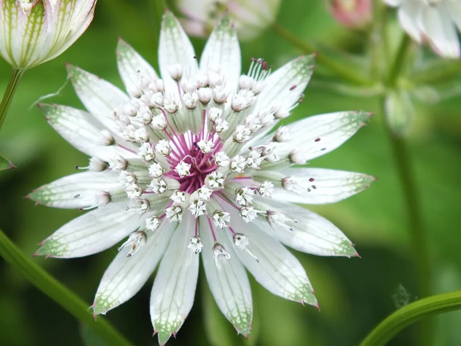 Masterwort