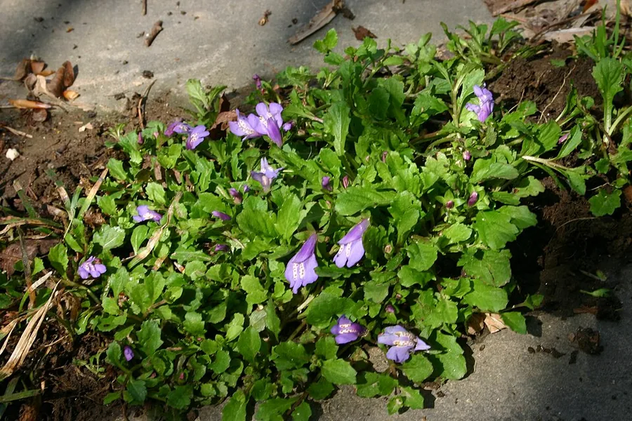 Creeping Mazus