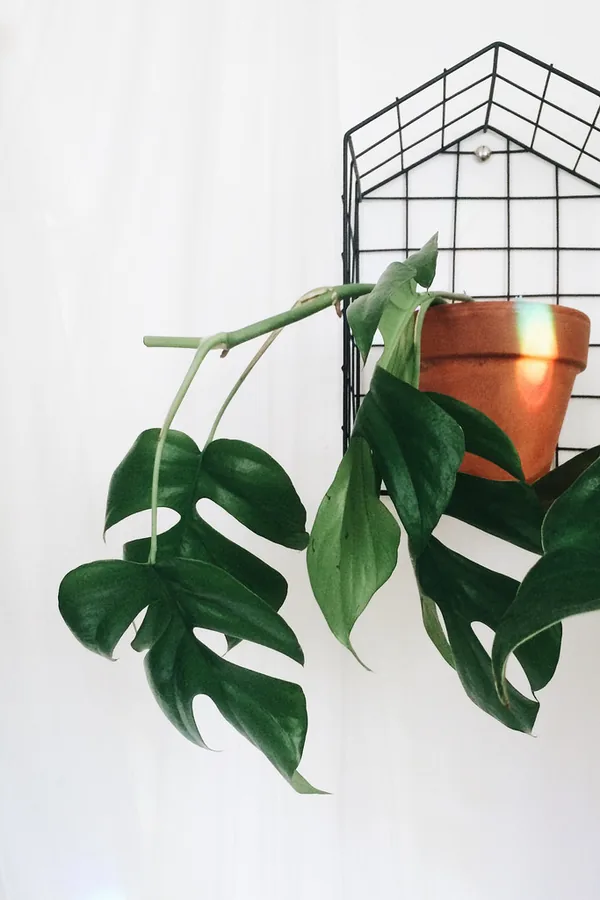 Mini Monstera