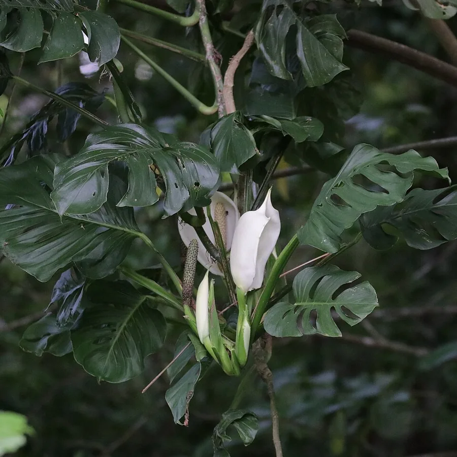 Swiss Cheese Vine