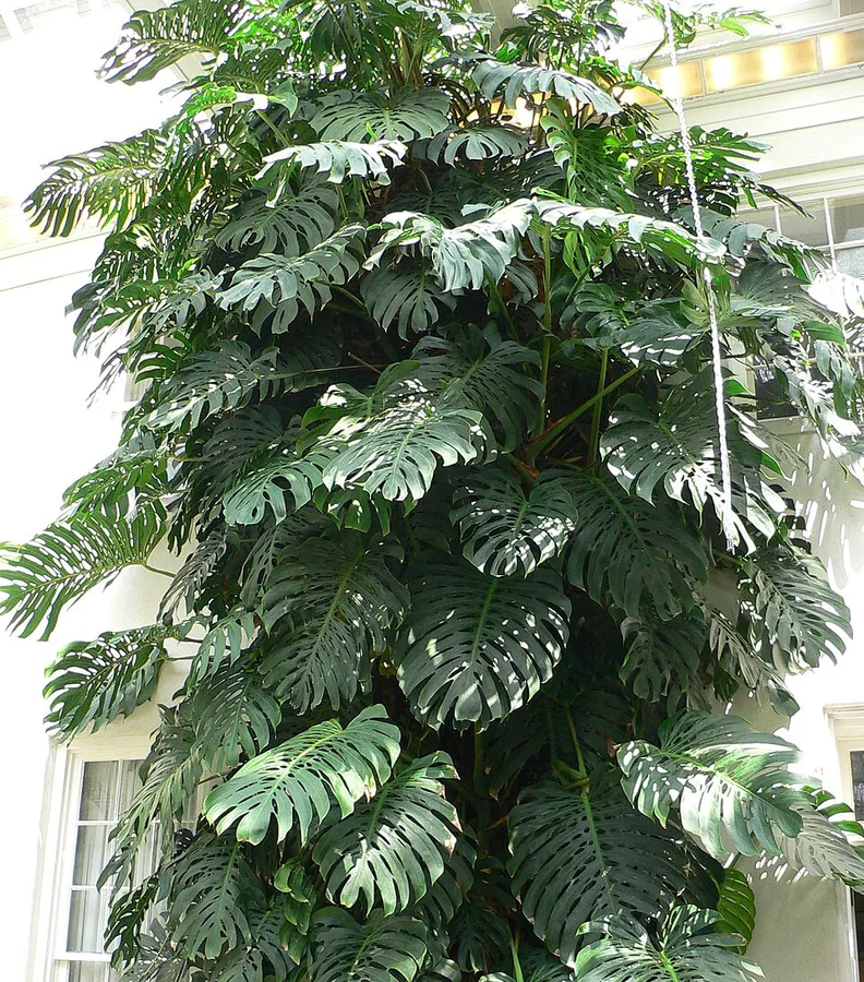 Swiss Cheese Plant