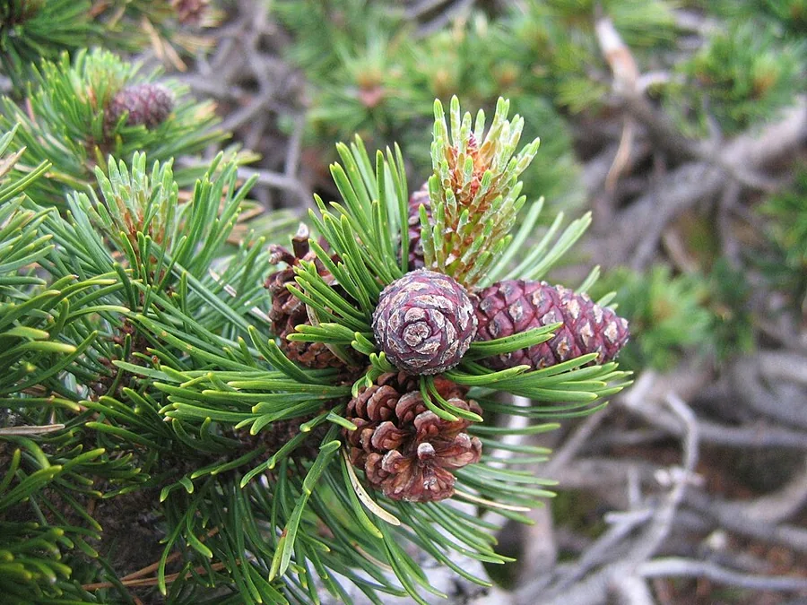 Mugo Pine