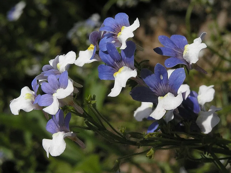 Nemesia