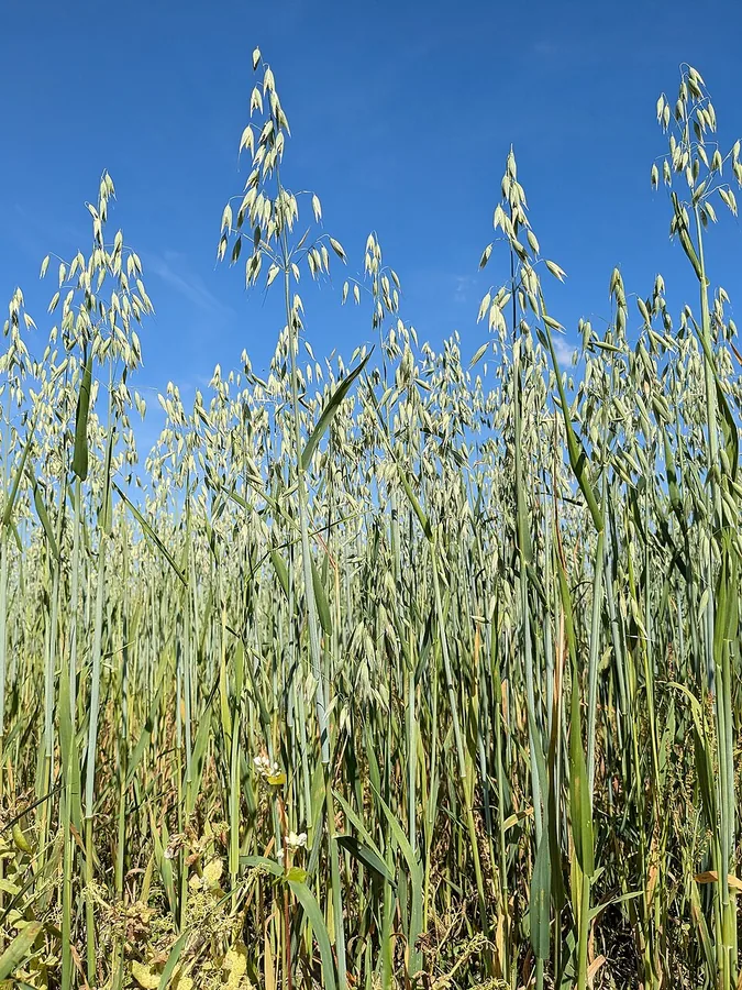 Oats
