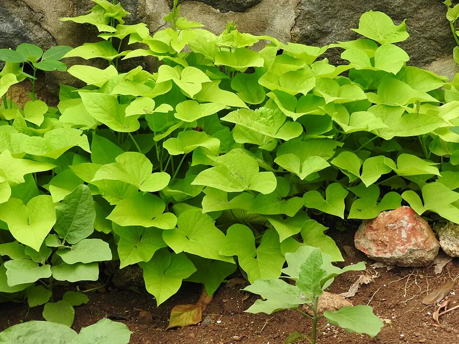 Ornamental Sweet Potato Vine