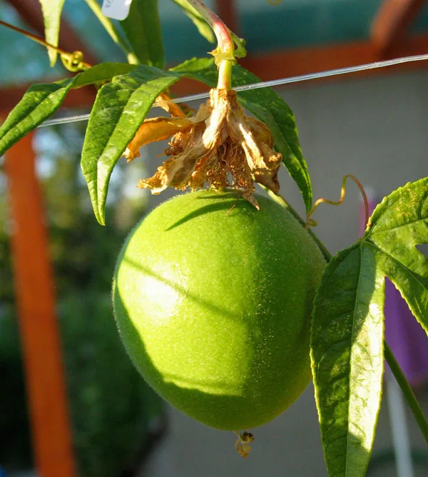 Passionflower