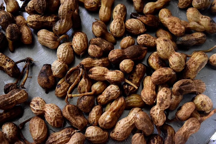 Peanut