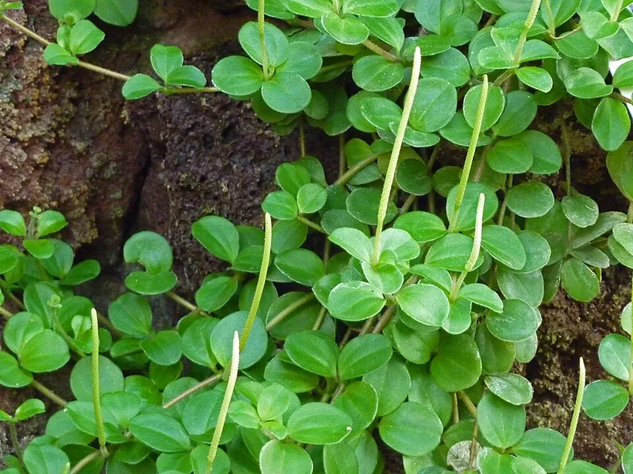 Peperomia 'Hope'