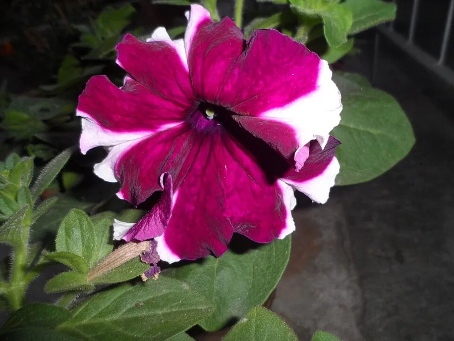 Petunia