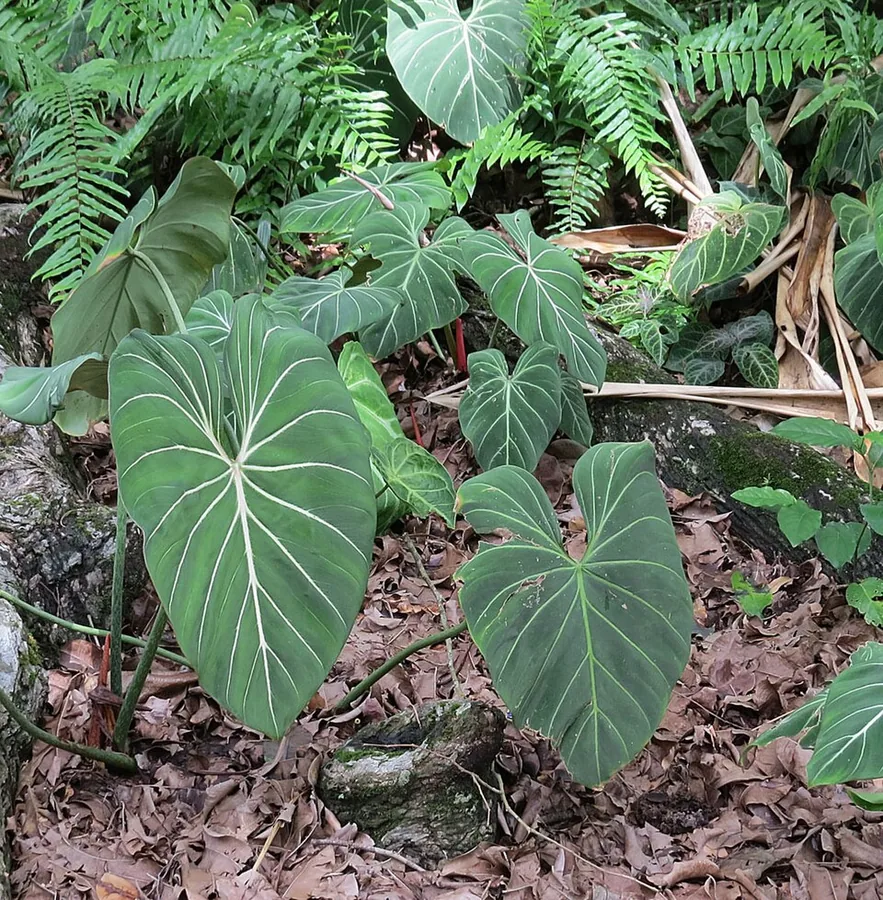 Glorious Philodendron