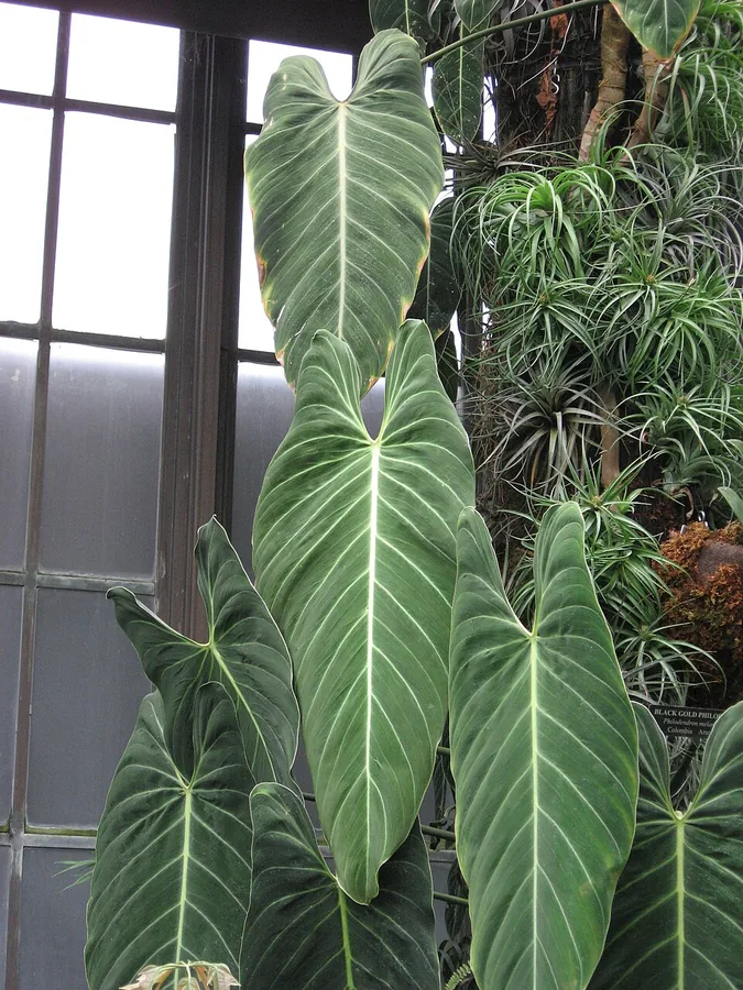 Black-gold Philodendron
