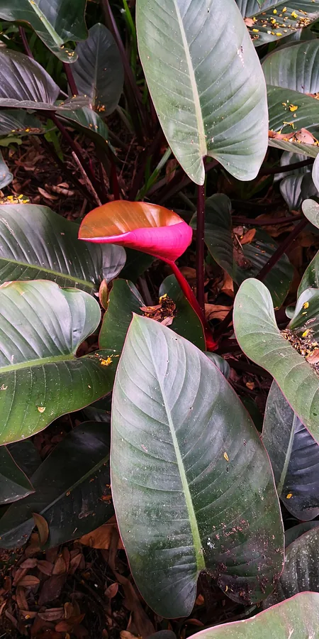 Pink Princess Philodendron