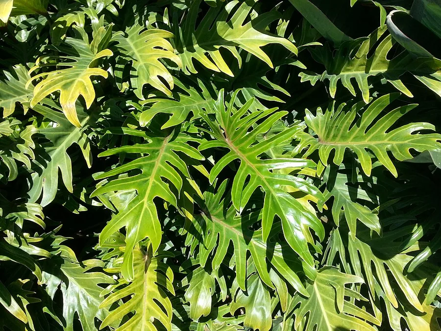 Xanadu Philodendron