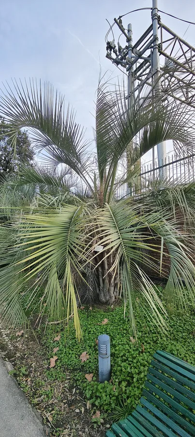 Pindo Palm