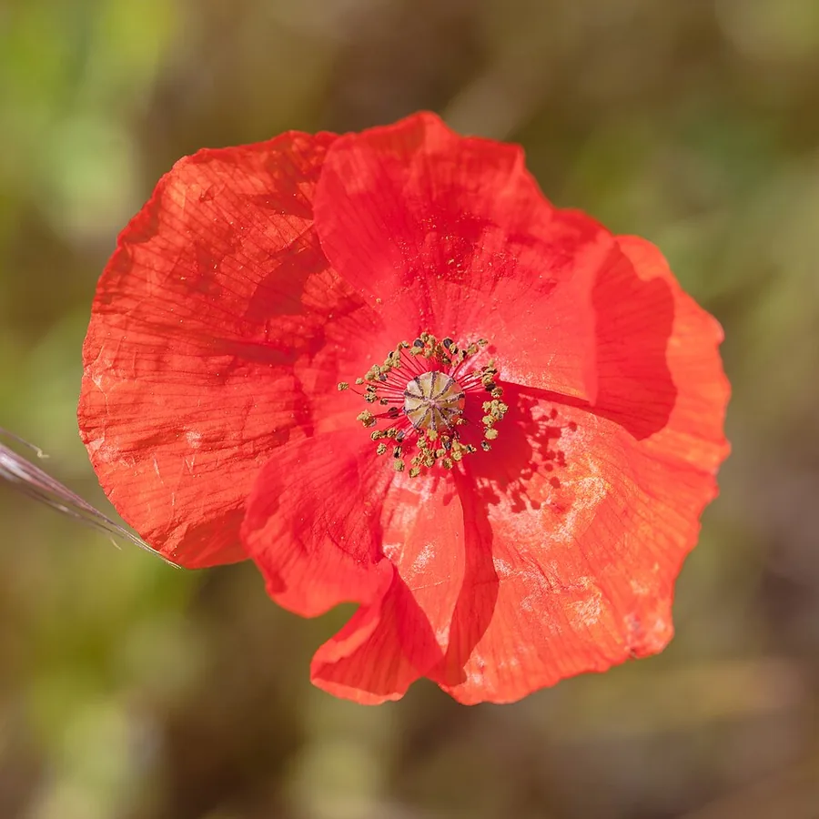 Corn Poppy