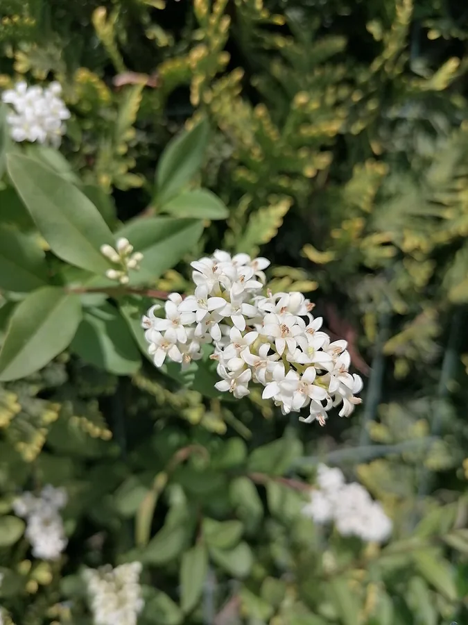 Privet