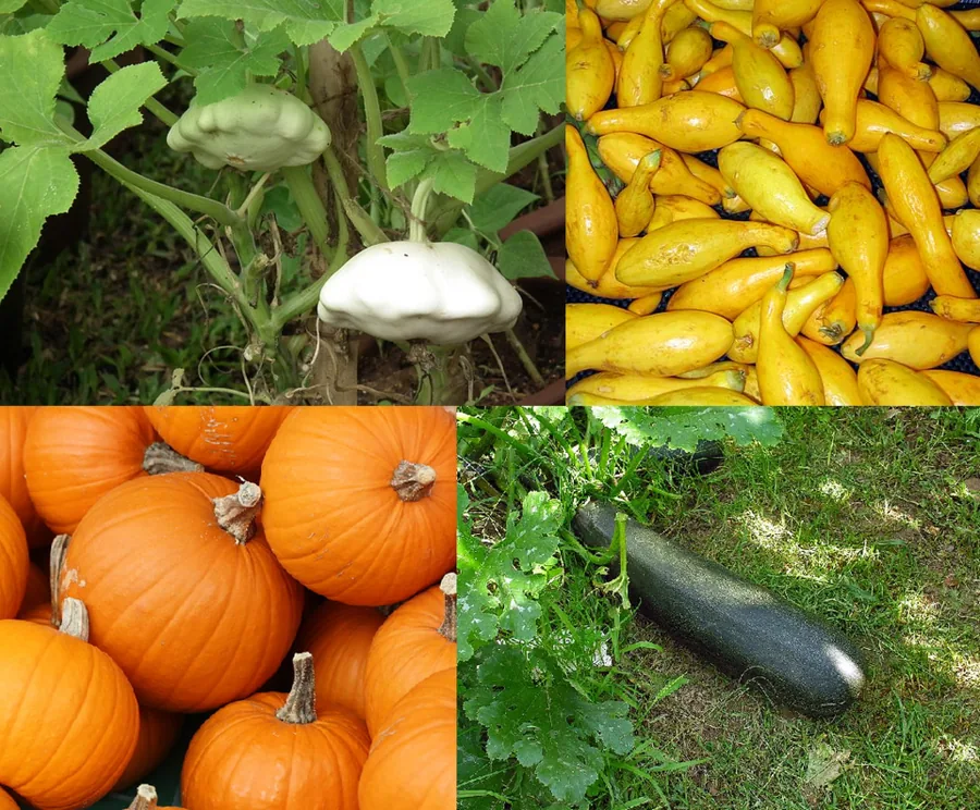 Pumpkin