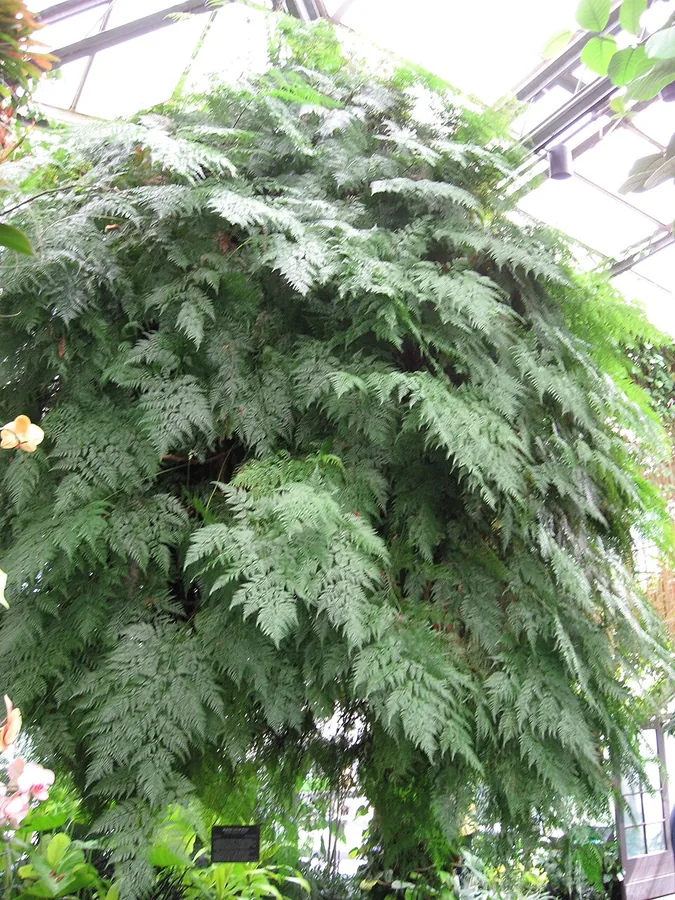 Rabbit's Foot Fern