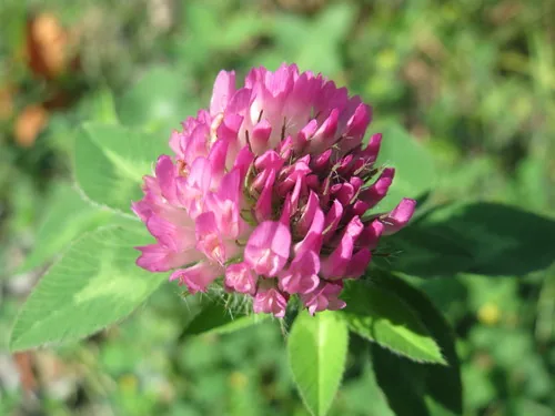 Rambling Rose
