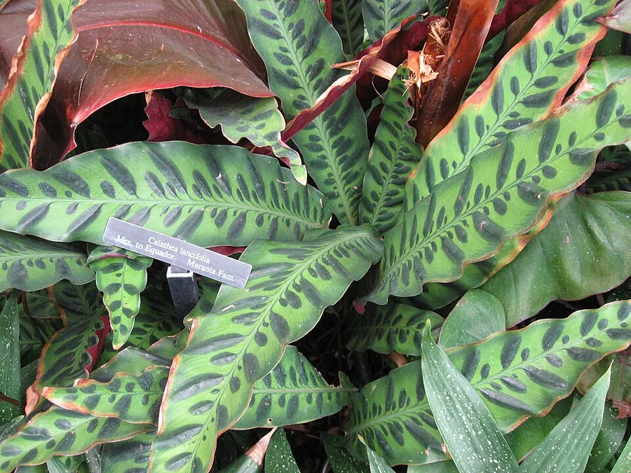 Rattlesnake Plant