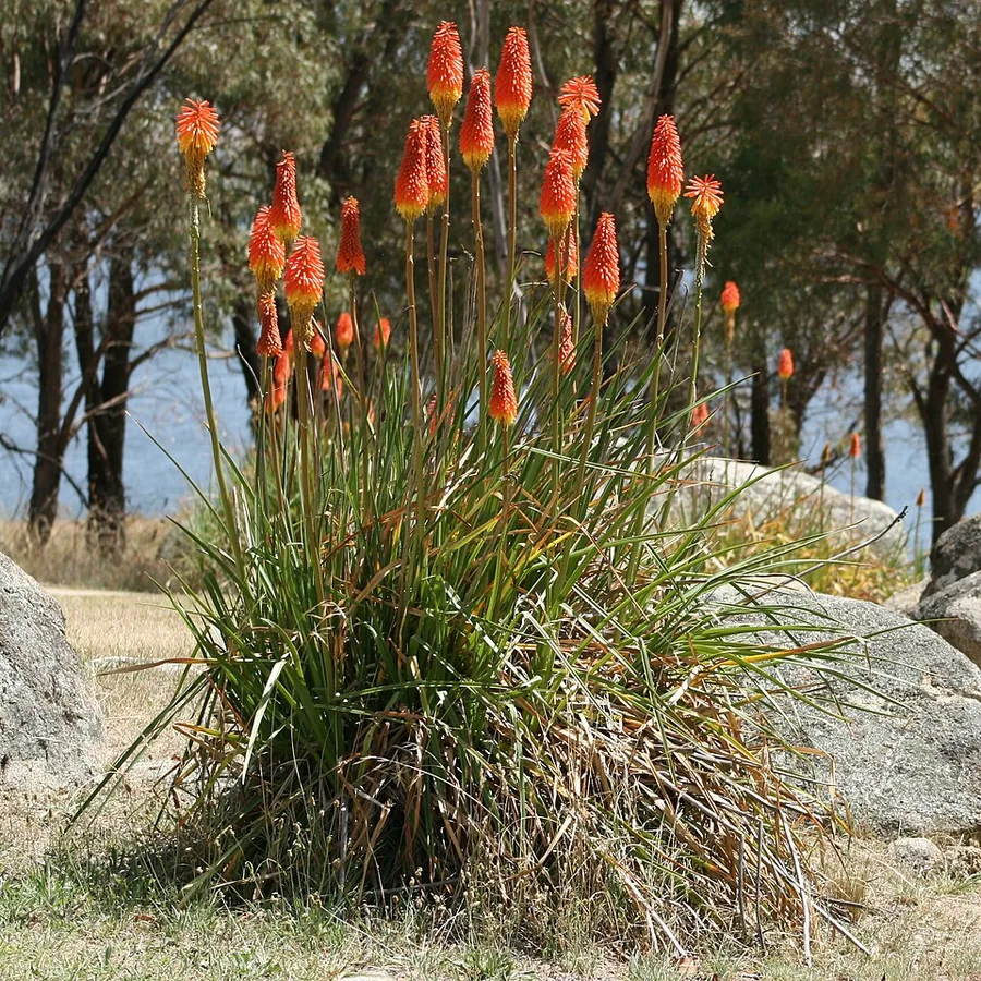 Red-hot Poker