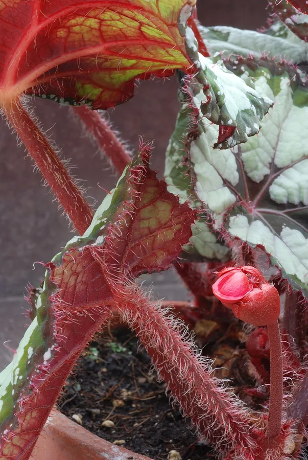 Rex Begonia