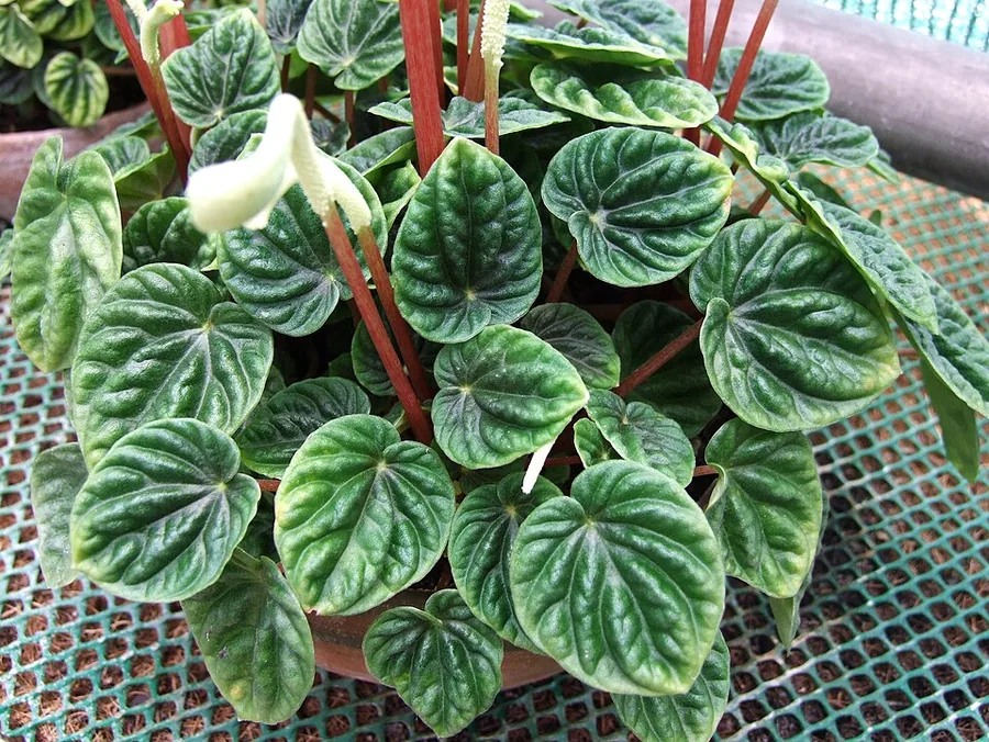 Ripple Peperomia