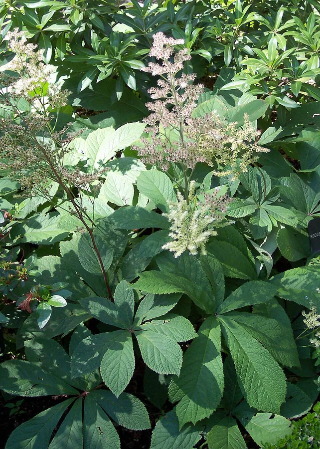 Rodgersia