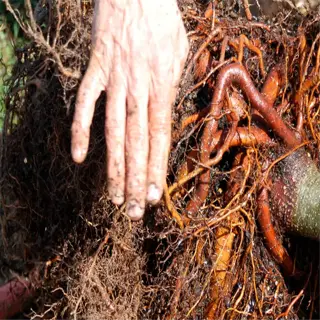 plant roots inspection showing intricate root system