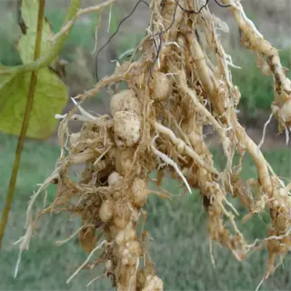 plant roots with swollen, irregular knots, indicating root knot nematode infection, in compacted soil