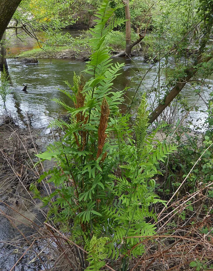 Royal Fern