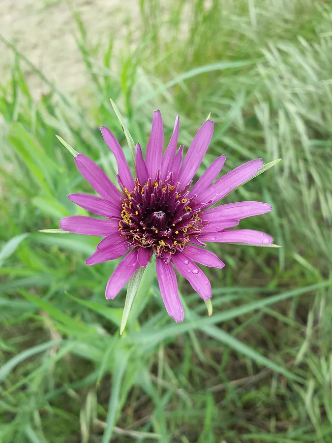 Salsify